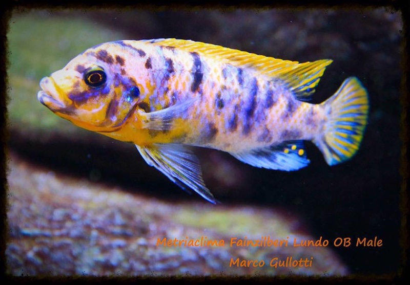 Maylandia fainzilberi 'Lundo Island'